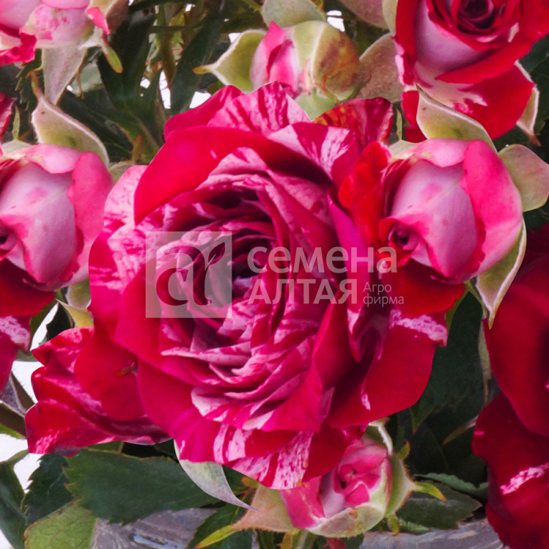 Папл Тайджер (без шипов)/Сем Алт/1шт. в коробке