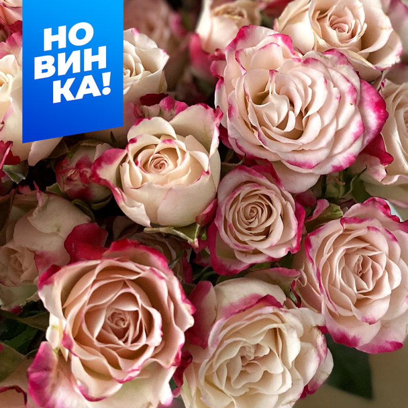 Рефлекс/Сем Алт/1шт. в коробке