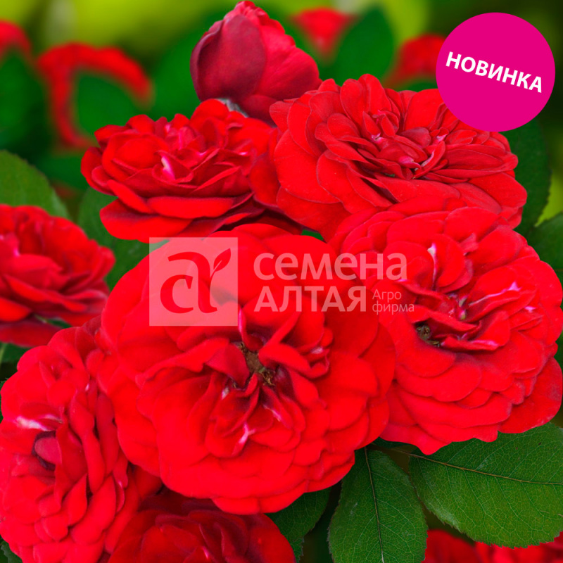 Торнадо/Сем Алт/1шт. в коробке