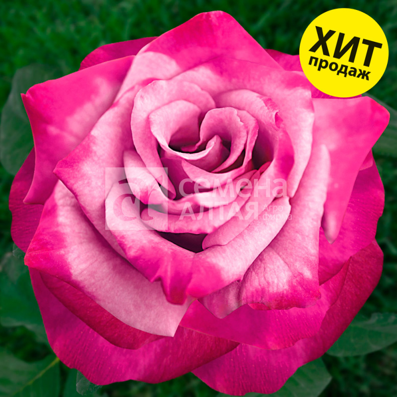 Моди Блюз/Сем Алт/1шт. в коробке