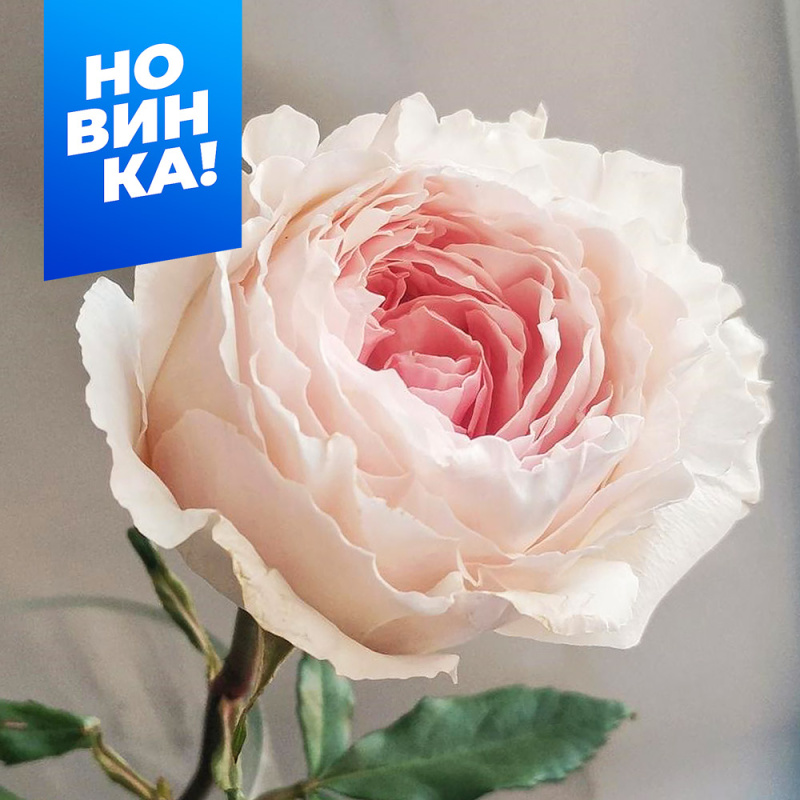 Тсумуги/Сем Алт/1шт. в коробке