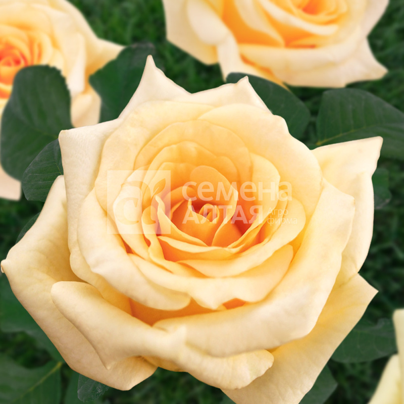 Крем де Ля Крем (без шипов)/Сем Алт/1 шт. в коробке