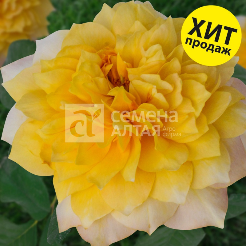 Бамблби кюль/Сем Алт/1шт. в коробке