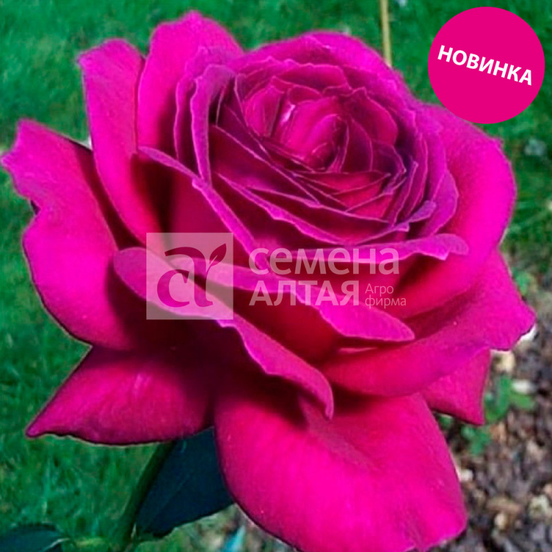 Юникорн/Сем Алт/1шт. в коробке