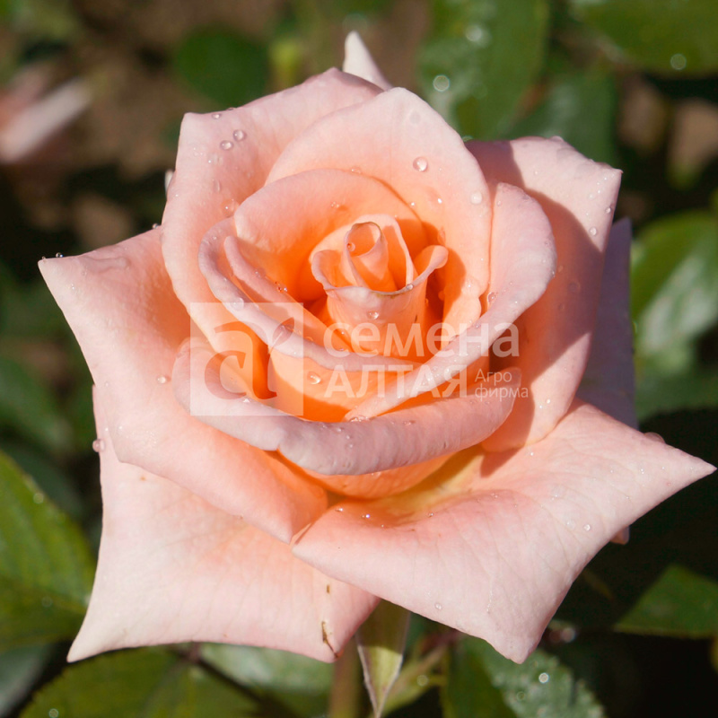 Претти Вумен/Сем Алт/1 шт. в коробке