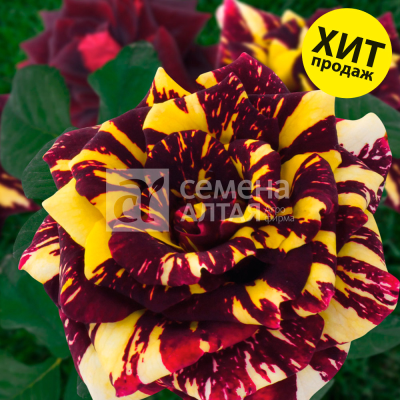 Абра-Кадабра/Сем Алт/1шт. в коробке