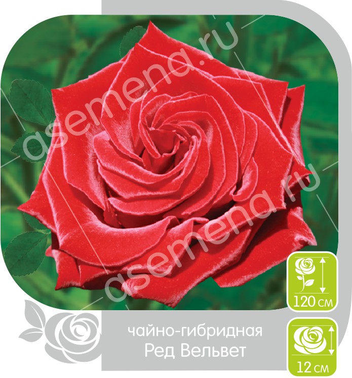 Ред Вельвет/Сем Алт/1шт. в коробке