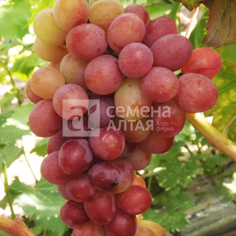 Алтайская роза/Сем Алт/1шт. в коробке