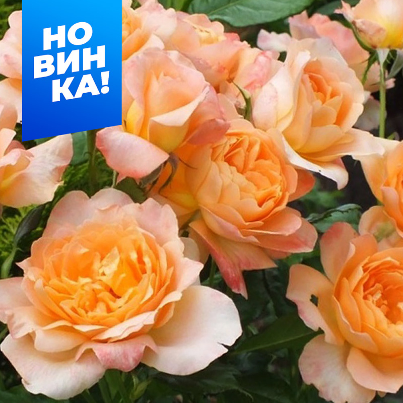 Шерлок Холмс/Сем Алт/1шт. в коробке