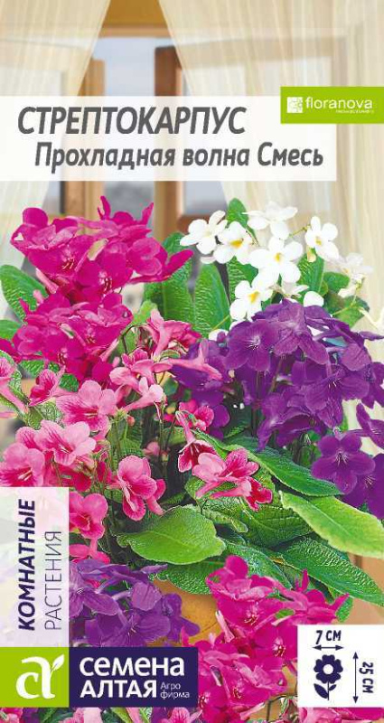 Стрептокарпус прохладная волна смесь/Сем Алт/цп 4 шт.