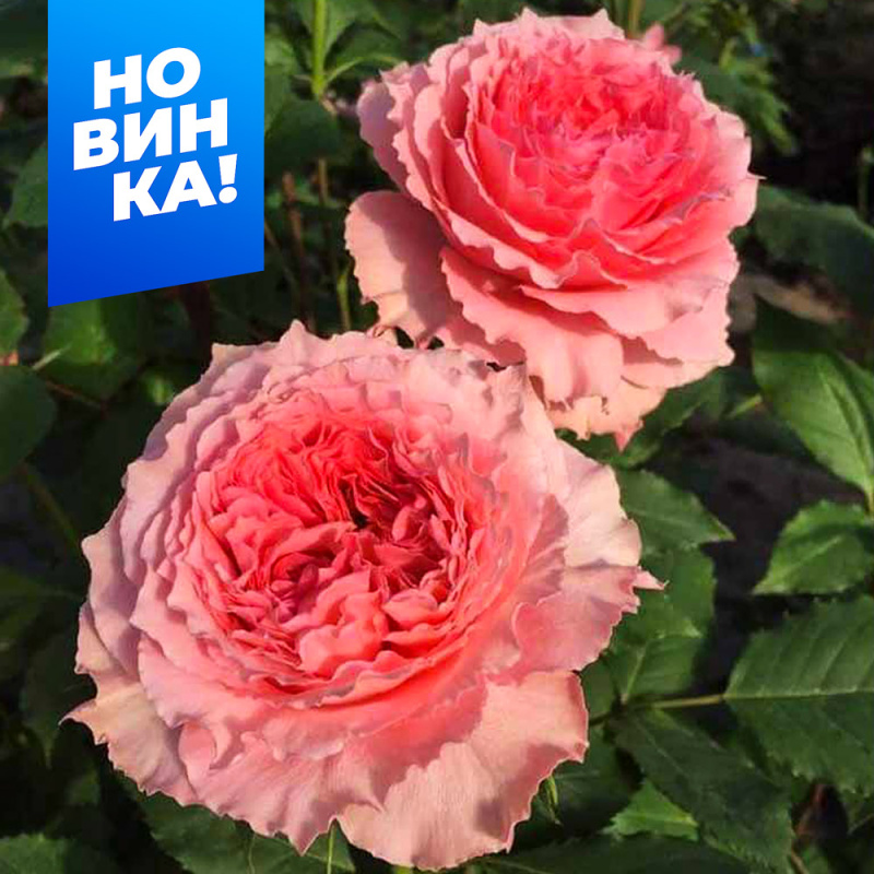 Коралл Желе/Сем Алт/1шт. в коробке