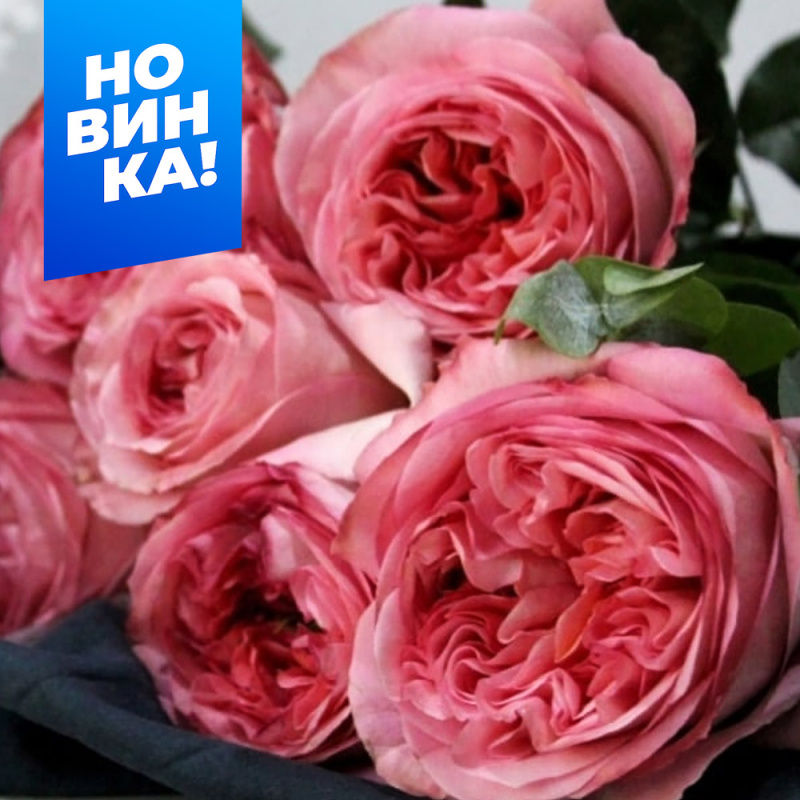 Фуга (без шипов)/Сем Алт/1шт. в коробке