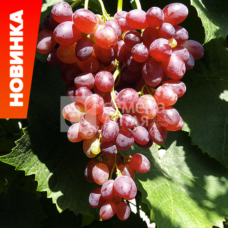 Велес/Сем Алт/1шт. в коробке