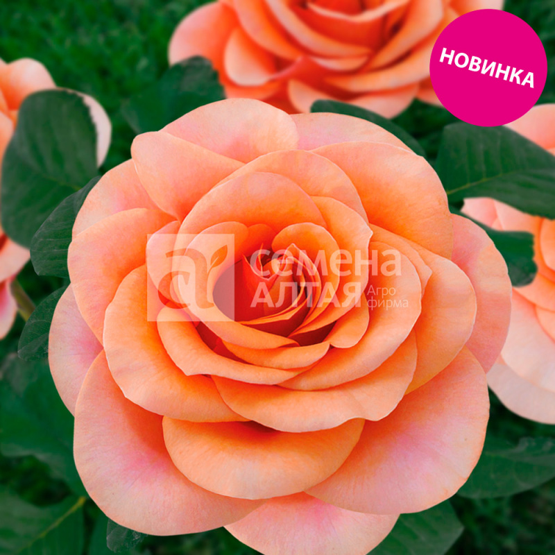 Эссель де ла Мари/Сем Алт/1шт. в коробке