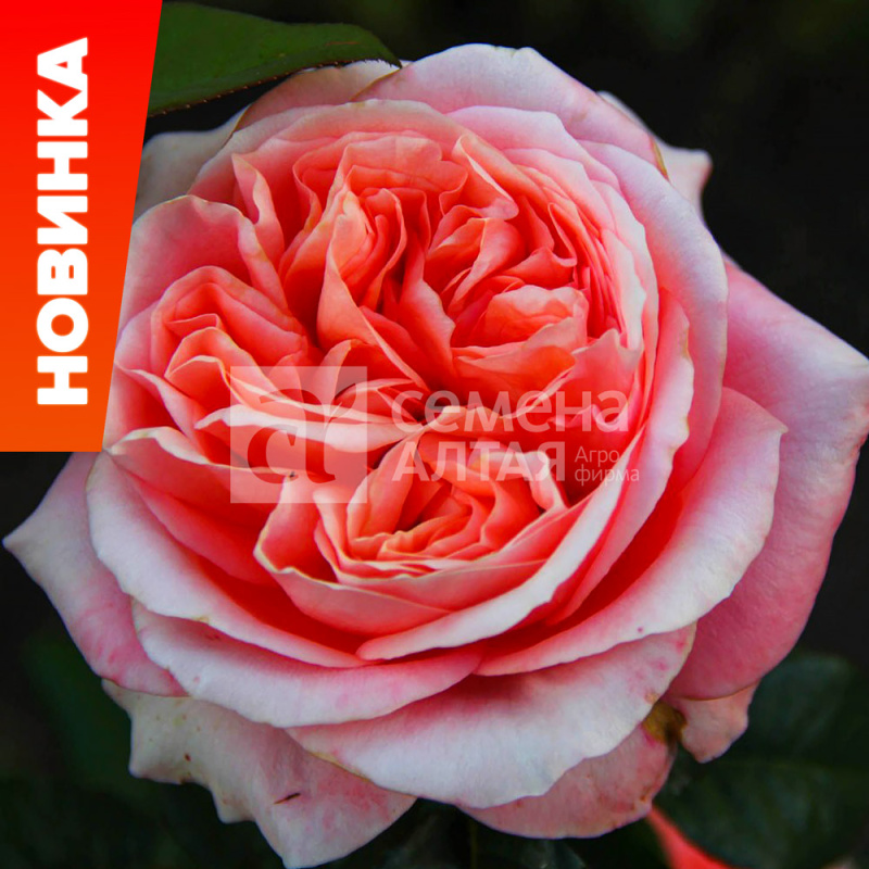 Лондон ай/Сем Алт/1шт. в коробке