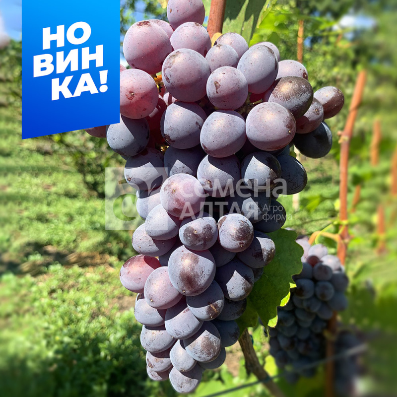 Мускат Изюмский/Сем Алт/1шт. в коробке