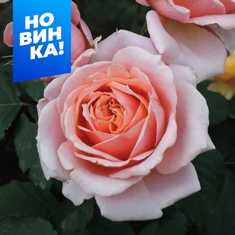 Поль Бокюз 2-ой сорт/Сем Алт/1шт. в коробке