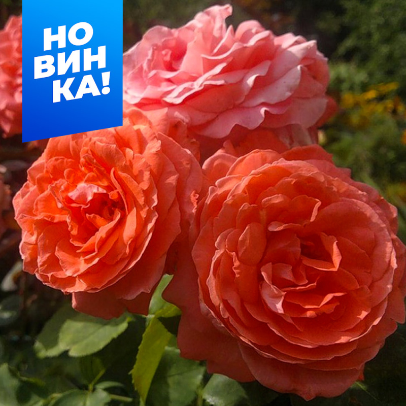 Ди Ди Бриджуотер 2-ой сорт/Сем Алт/1шт. в коробке