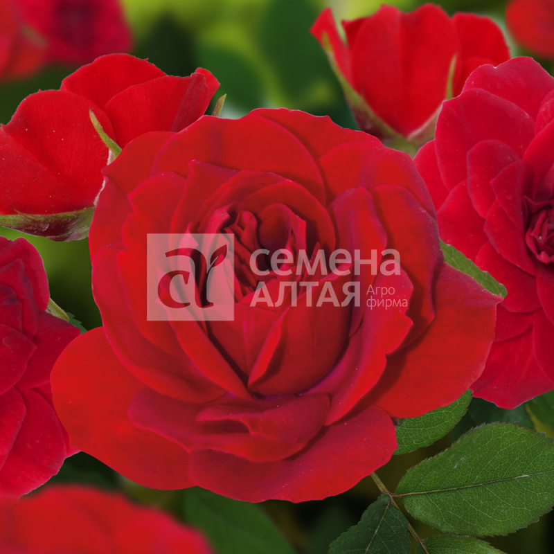 Персифона/Сем Алт/1шт. в коробке