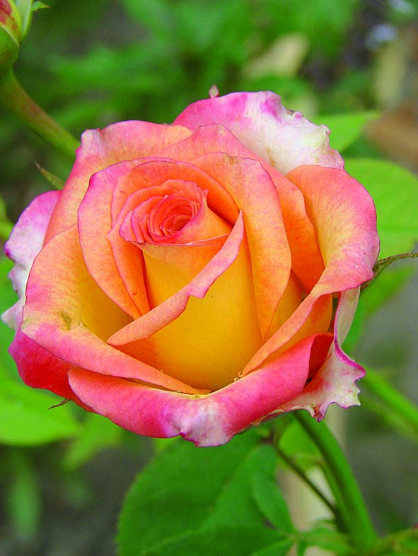 Русская красавица/Сем Алт/1шт. в коробке