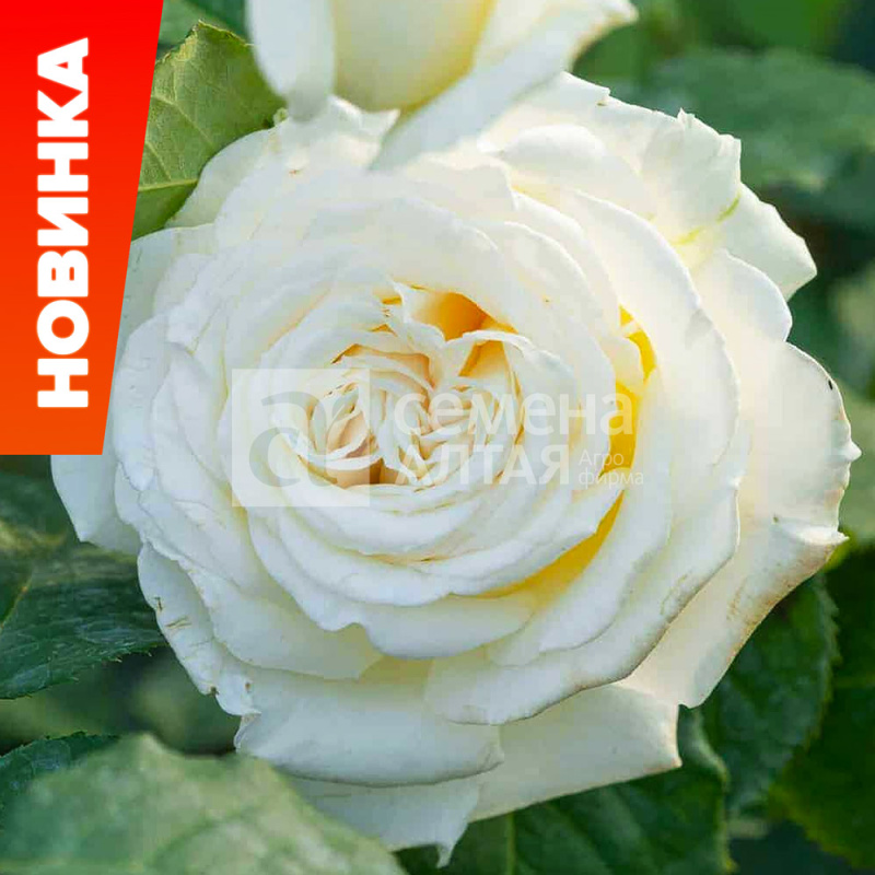 Ирина/Сем Алт/1шт. в коробке