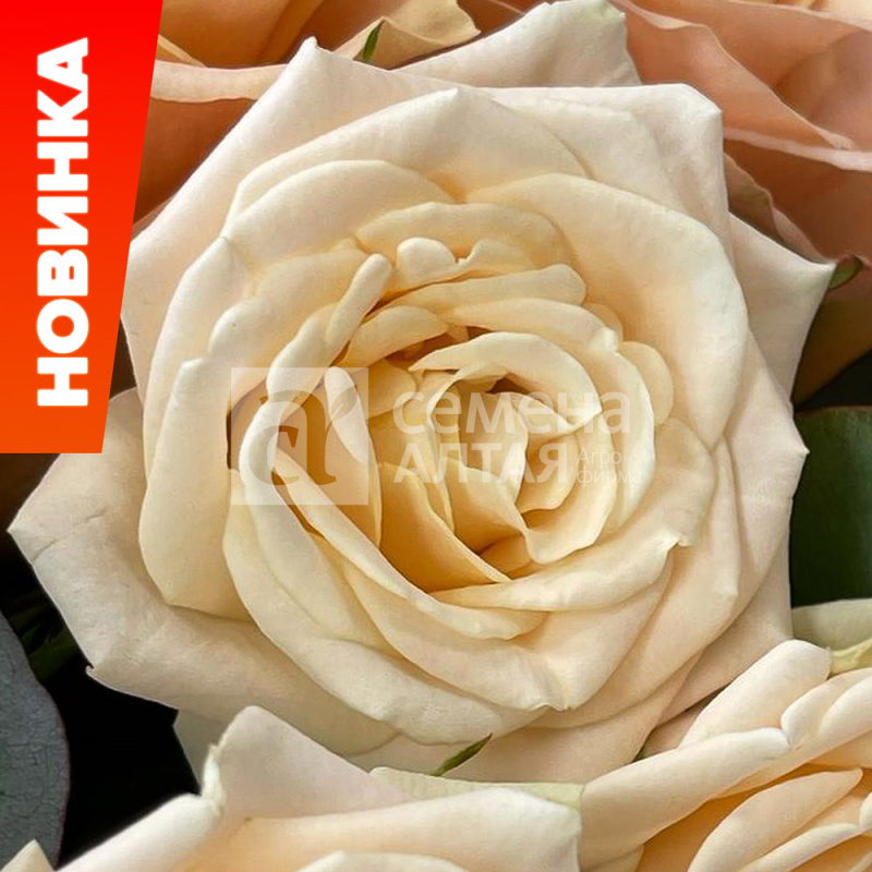 Монпелье/Сем Алт/1шт. в коробке