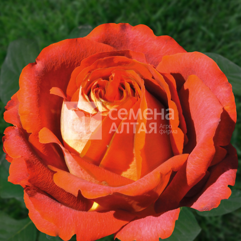 Шоколатина/Сем Алт/1шт. в коробке