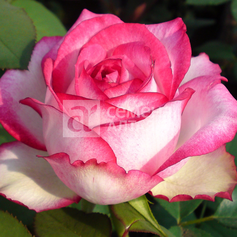 Аттаракт/Сем Алт/1шт. в коробке