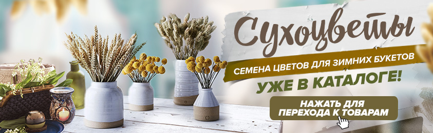 Сухоцветы