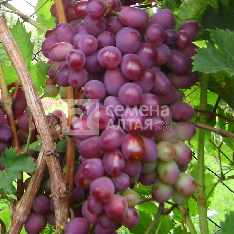 Виктория/Сем Алт/1шт. в коробке