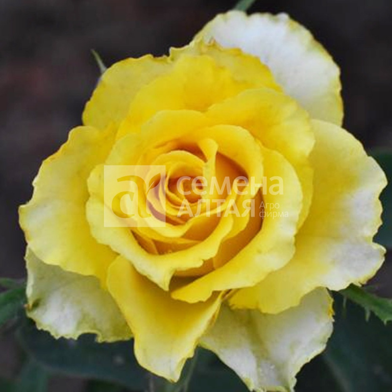 Аурум/Сем Алт/1шт. в коробке