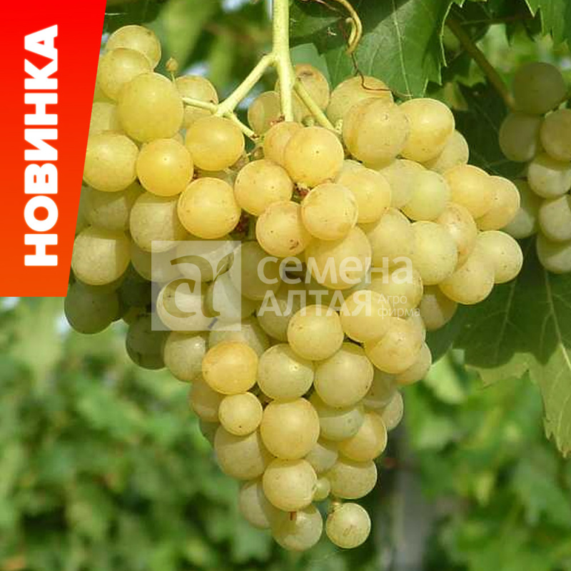 Кишмиш Цитронный/Сем Алт/1шт. в коробке