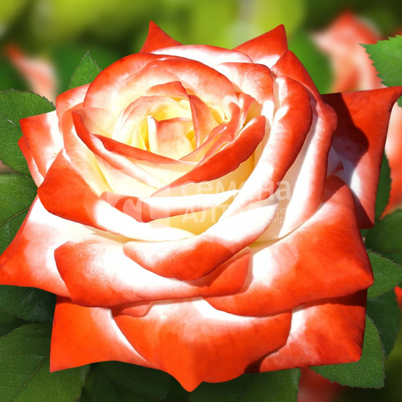 Императрица Фарах 2-ой сорт/Сем Алт/1шт. в коробке