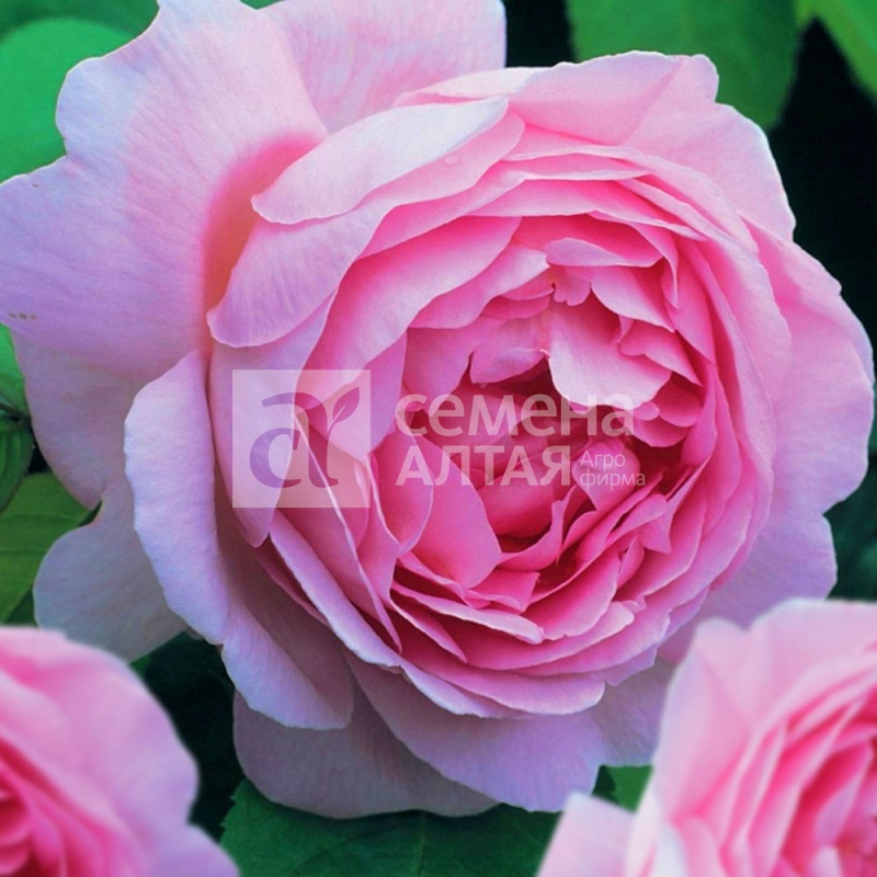 Паллада/Сем Алт/1шт. в коробке