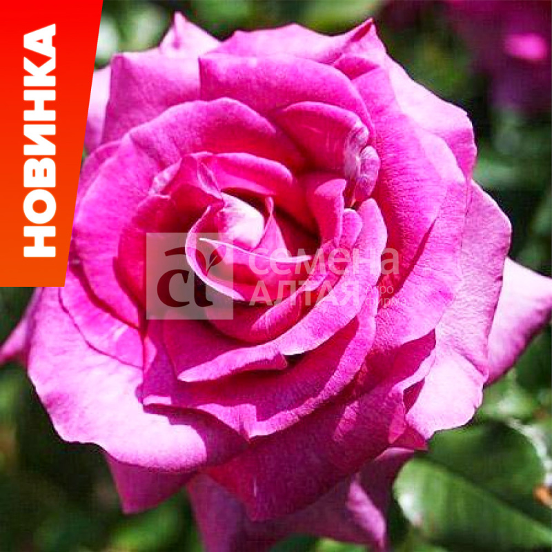 Интрига/Сем Алт/1шт. в коробке