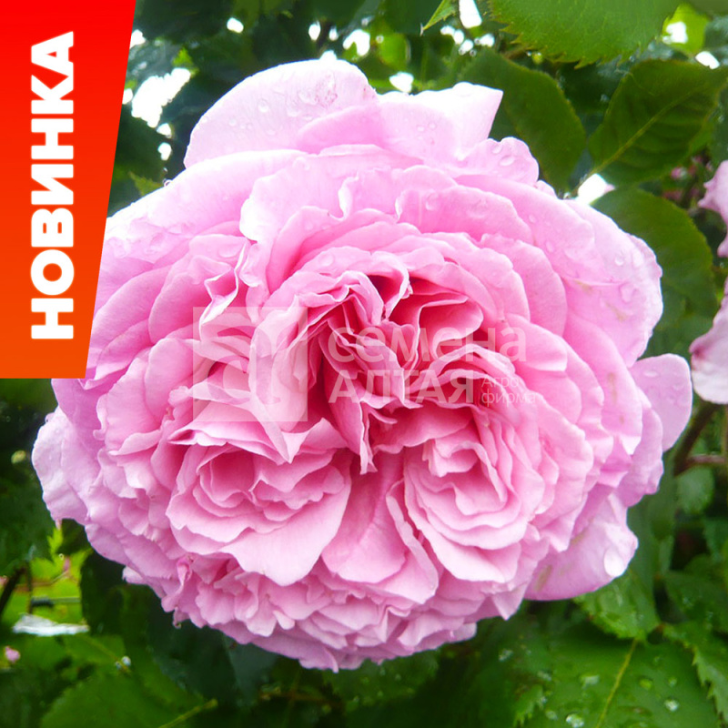 Бьенвеню (без шипов)/Сем Алт/1шт. в коробке