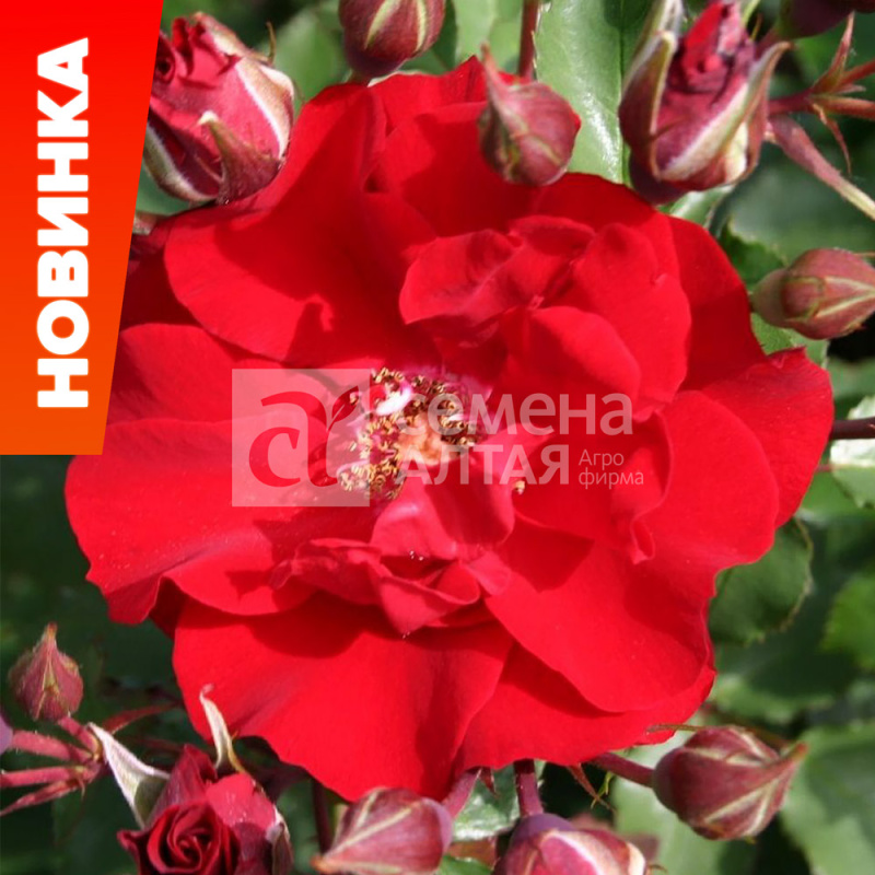 Бертрам/Сем Алт/1шт. в коробке