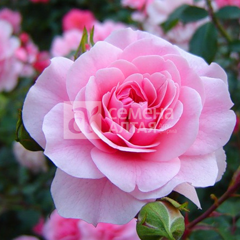 Боника/Сем Алт/1шт. в коробке