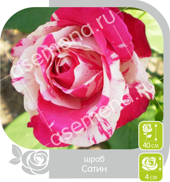 Сатин/Сем Алт/1шт. в коробке