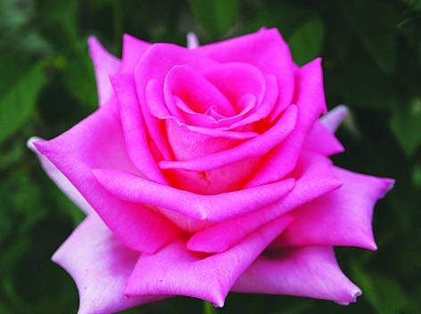 Виолет Парфюм/Сем Алт/1шт. в коробке