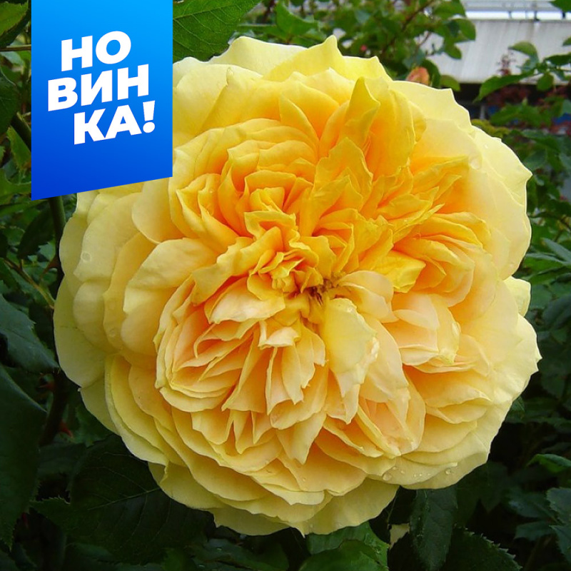 Манзана Дорада (без шипов)/Сем Алт/1шт. в коробке