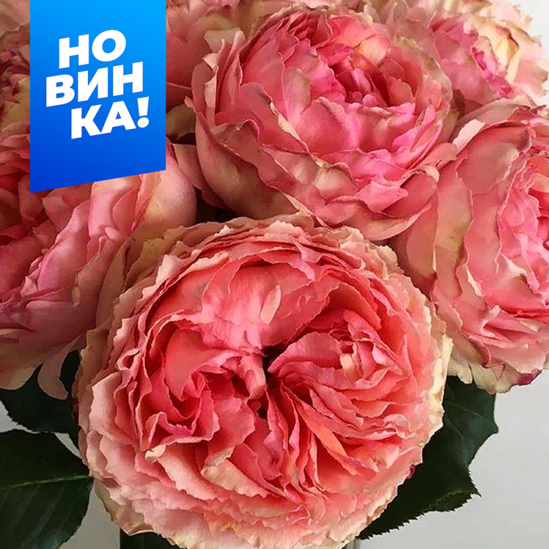 Саламансар/Сем Алт/1шт. в коробке