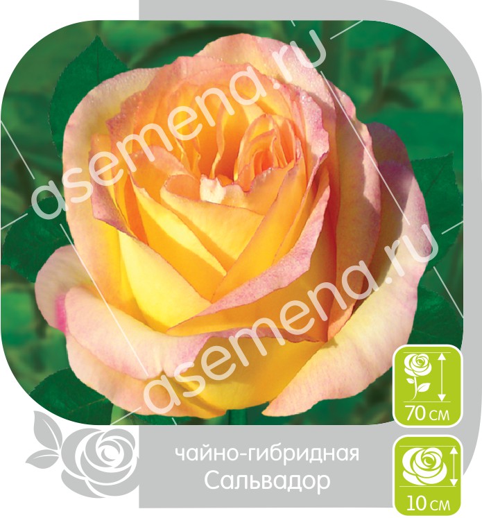 Сальвадор/Сем Алт/1шт. в коробке