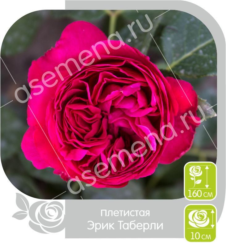 Эрик Таберли/Сем Алт/1шт. в коробке