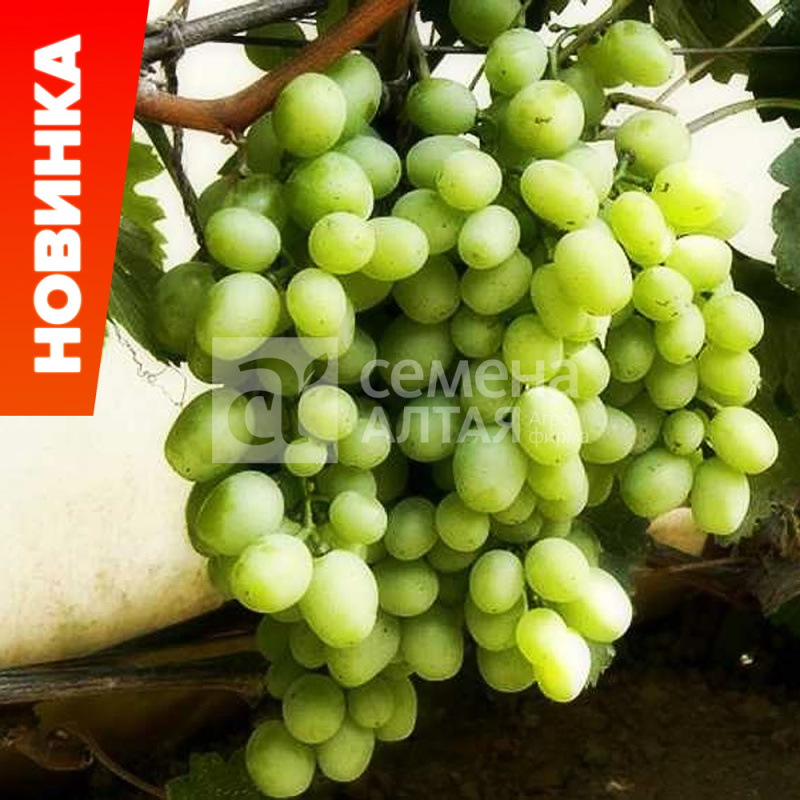 Кеша/Сем Алт/1шт. в коробке