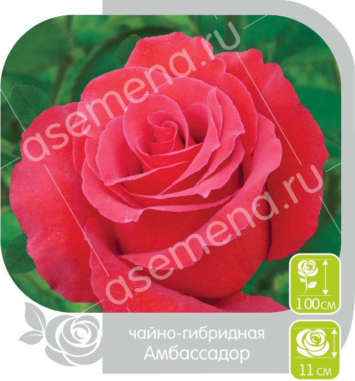 Амбассадор/Сем Алт/1шт. в коробке