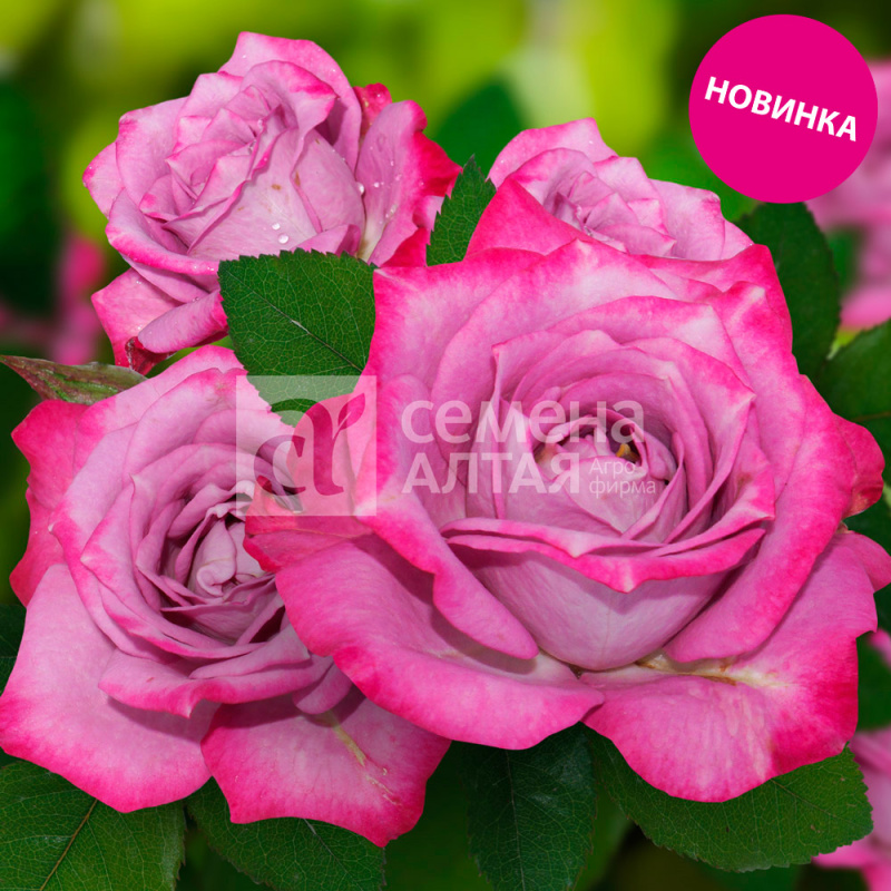 Сиёхранг мини/Сем Алт/1 шт. в коробке