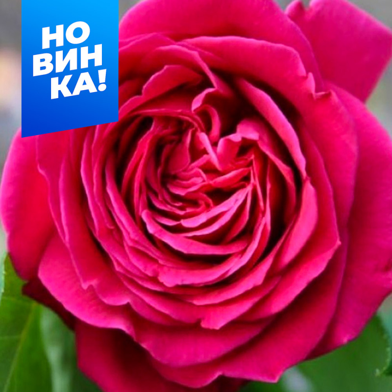 Домайн Дитьер/Сем Алт/1шт. в коробке