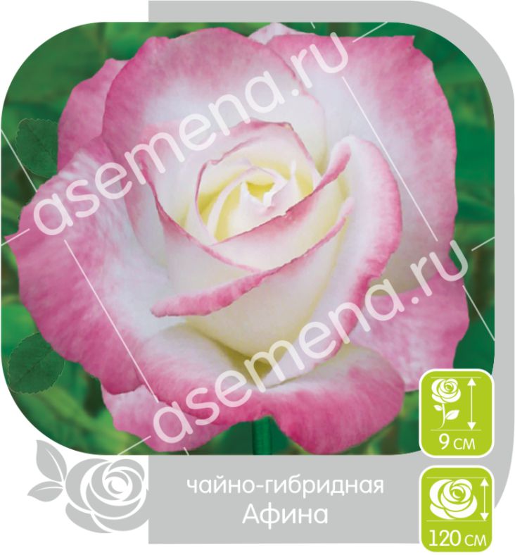 Афина/Сем Алт/1шт. в коробке