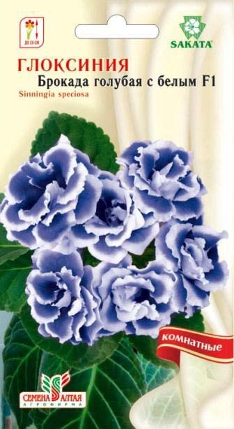 Глоксиния Брокада F1 Голубая с белым краем/Сем Алт/цп 8 шт.